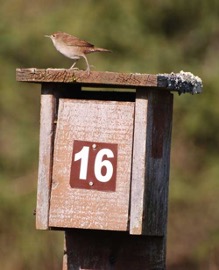 Bird sitting on a box