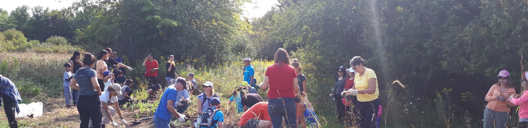 Tree planting