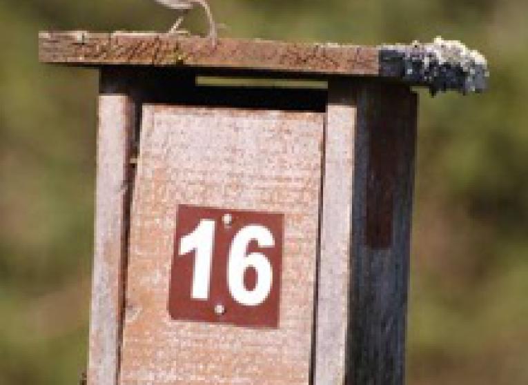Bird sitting on a box