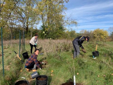 Tree planting