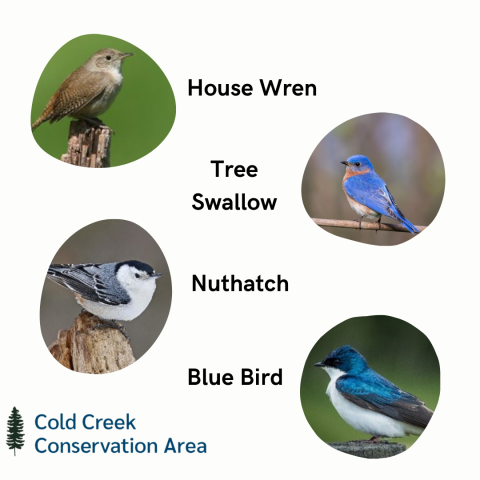 List of common birds of Cold Creek